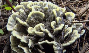 干巴菌 干巴菌炒饭 炸干巴菌 青椒炒干巴菌