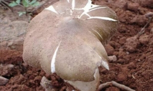 鸡土从 鸡土从番茄汤 鸡土从菌小炒 鸡土从菌汤