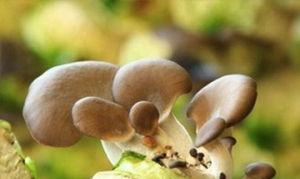 北风菌 北风菌煲鸡骨 北风菌煎饼汤