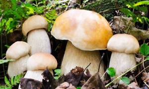 白牛肝菌 素炒白牛肝菌