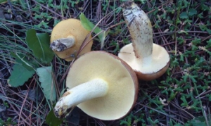 松蘑 小炒松蘑  松蘑鸡腿 松蘑炖鸡 蘑菇烤肉