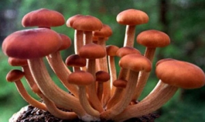 柳松菇 白酒香料炖鸡