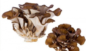 舞菇 丝瓜燕麦海鲜粥 味噌鲑鱼鲜菇炖饭