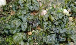 地衣 地衣鸡蛋汤 地衣炒鸡蛋 肉末地衣