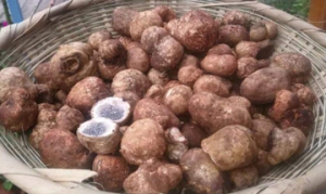 牛眼睛菌 炒野生菌马勃