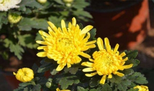 菊花 蜂蜜菊花茶 茯苓菊花饮 洛神雪梨汤