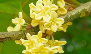 桂花 山粉糊 桂花糖露 桂花糖藕 枣泥山药糕