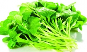 萝卜苗 橙汁萝卜苗 翻转寿司 白灼萝卜苗 箱寿司