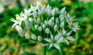 韭菜花 韭菜花酱 爆炒双花 滋补铜火锅