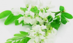 槐花 槐花饺子 蒸槐花 槐花包子 槐花鸡蛋饼