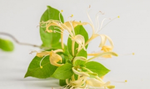 金银花 金银花枸杞汤 金银花茶 金菊茶