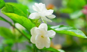 茉莉花 毛豆茉莉 茉莉花绿茶 三花茶 清肝茶