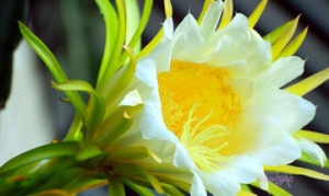 剑花 霸王花瘦肉汤 剑花猪骨汤 霸王花汤