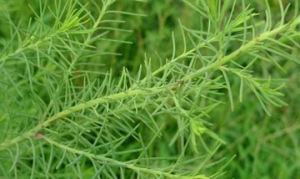 碱蓬 野菜蒸饺 凉拌碱蓬 蒜末碱蓬