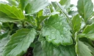 白凤菜 炒白凤菜