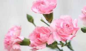 康乃馨 木瓜牛奶西米露