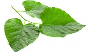 桑叶 山药莲子塔 桑叶豆浆 薄桑团子 宁心米糊