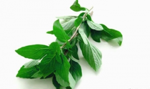 罗勒 秘制烤排骨 罗勒蟹 泰汁青口贝 罗勒牛肉