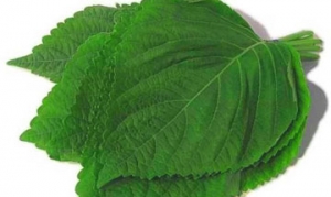 苏子叶 苏子叶包饭 苏子叶咸菜 辣椒饭 烤牛肉