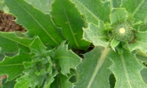 刺儿菜 刺儿菜煎蛋 黑米面野菜包 蒜拌刺菜