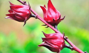 洛神花 自制酸梅汤 洛神雪梨汤 洛神花茶撞奶