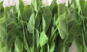 豌豆苗 豆皮酱菜卷 猪血豆苗汤 宫保虾仁