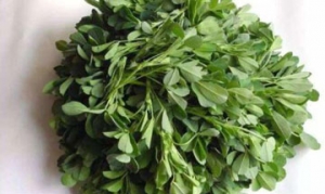 苜蓿芽 苜蓿芽蛋香饼 蒸苜蓿芽 苜蓿团子