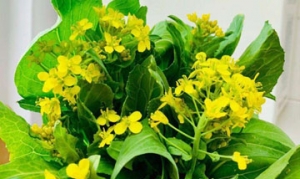 油菜花 炝拌油菜花 清炒油菜花 清炒油菜花