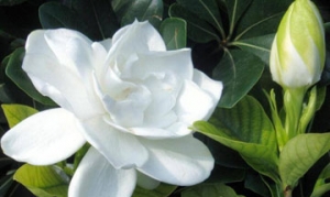 栀子花 凉拌栀子花 栀子花蛋汤 腊肉炒栀子花