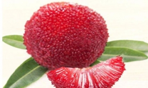 杨梅 杨梅酒 杨梅果酱 鲜果酒酿 冰糖杨梅