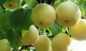 锦丰梨 冰糖梨汁 蜜汁锦丰梨 锦丰梨汤