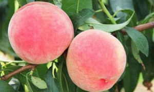 久保桃 双色糖水桃 水果嗜喱