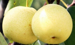 京白梨 红枣冰糖贡梨水