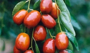 金丝小枣 金丝焦枣茶 五香茶蛋 枣馍