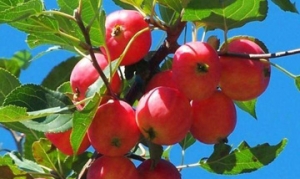 沙果 沙果罐头 水果披萨 水果罐头 沙果罐头