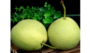 长把梨 花香水果甜汤 秋梨膏