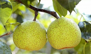 莱阳梨 甜梨芹菜汁 鳄梨果汁 梨枣汁