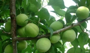 青梅 水果醋 紫苏梅 青梅酱 梅子酒 青梅酒