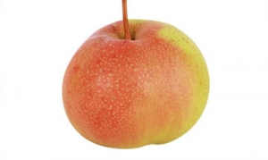 苹果梨 水果养生茶 泡菜萝卜 水果罐头 辣白菜