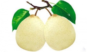 鸭梨 小吊梨汤 辣白菜 银耳梨汤 五汁饮