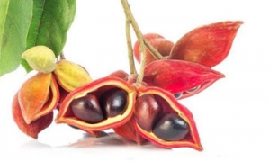 凤眼果 凤眼果焖羊肉 红焖香干凤眼果