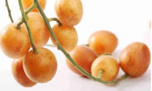 黄皮果 奶黄菠萝包 黄皮蜜饯 黄皮焖鸭