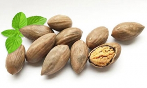 香榧 橙子小鸡来拜年