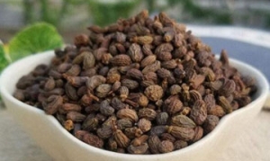女贞子 滋阴补肾茶 女贞子茶