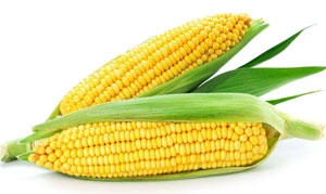 玉米 松籽玉米 田园排骨汤 玉米山药马蹄糕 玉米虾卷