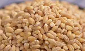 大麦 养发护发营养粥 养生茶 大麦荷叶茶 山药红薯粥